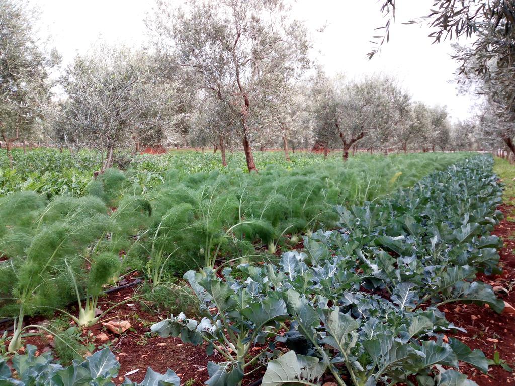 Masseria Don Sante *