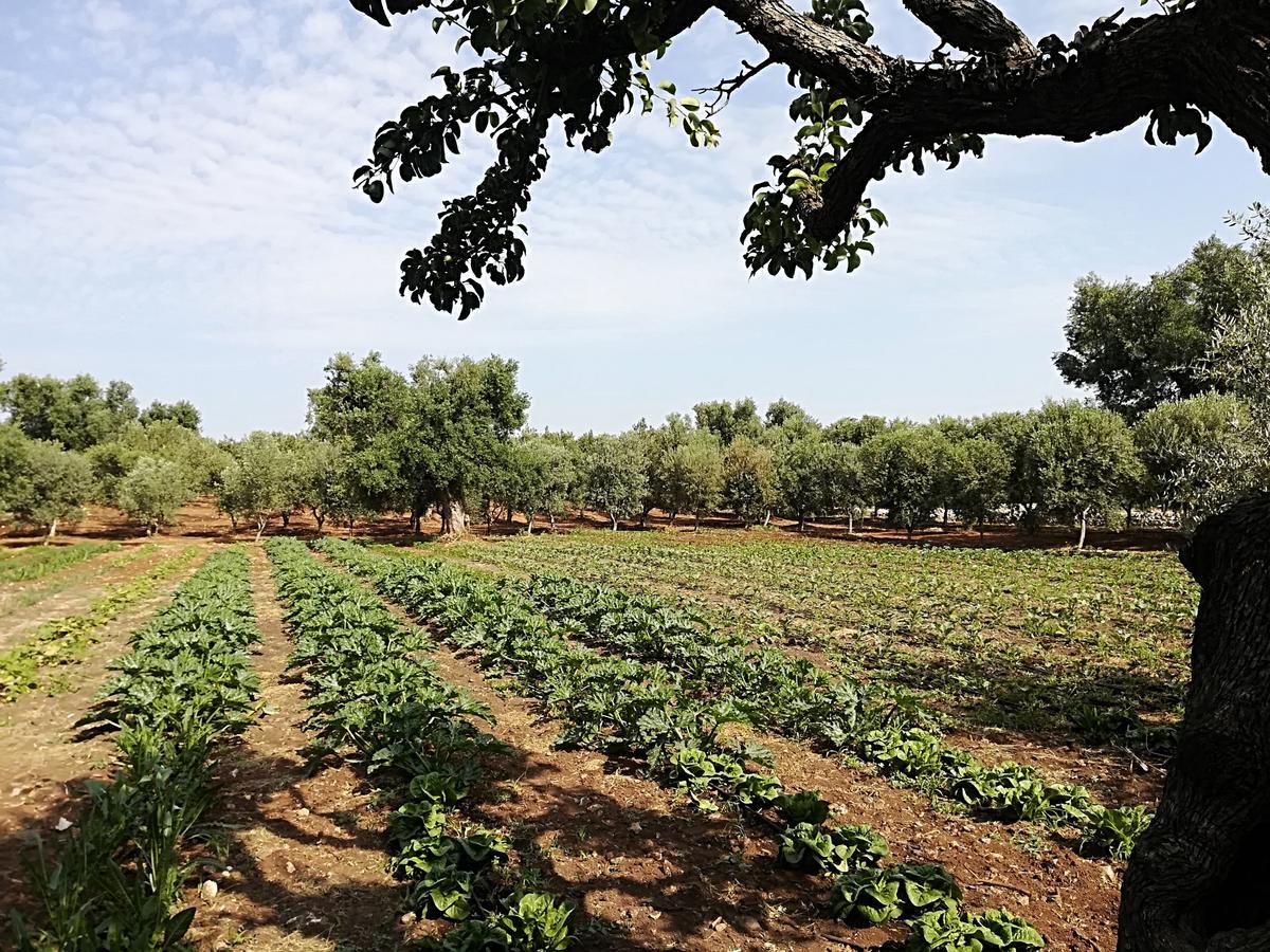 Masseria Don Sante Séjour à la campagne